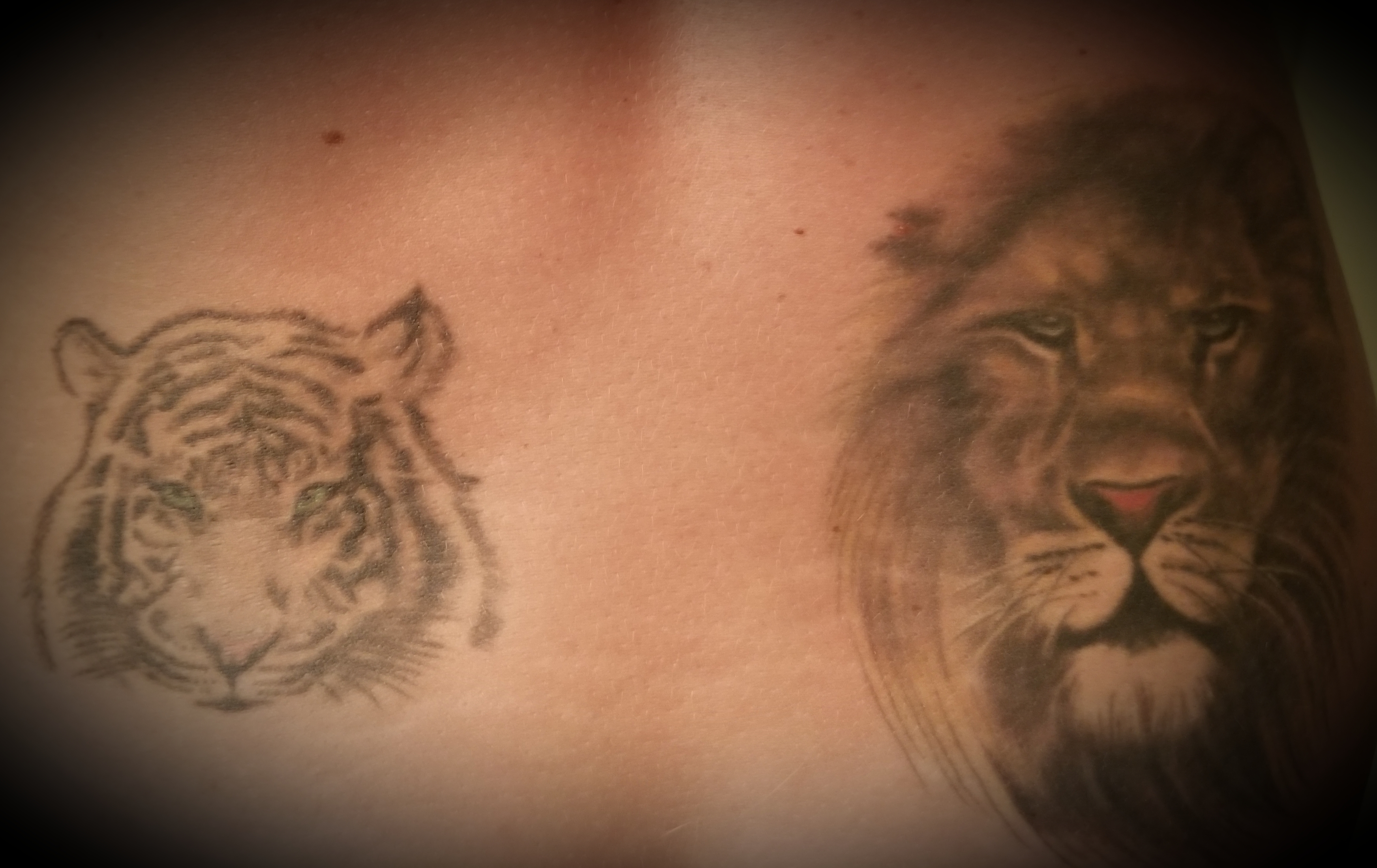 lion and tiger tattoo