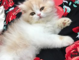 Cats, Persian cats
