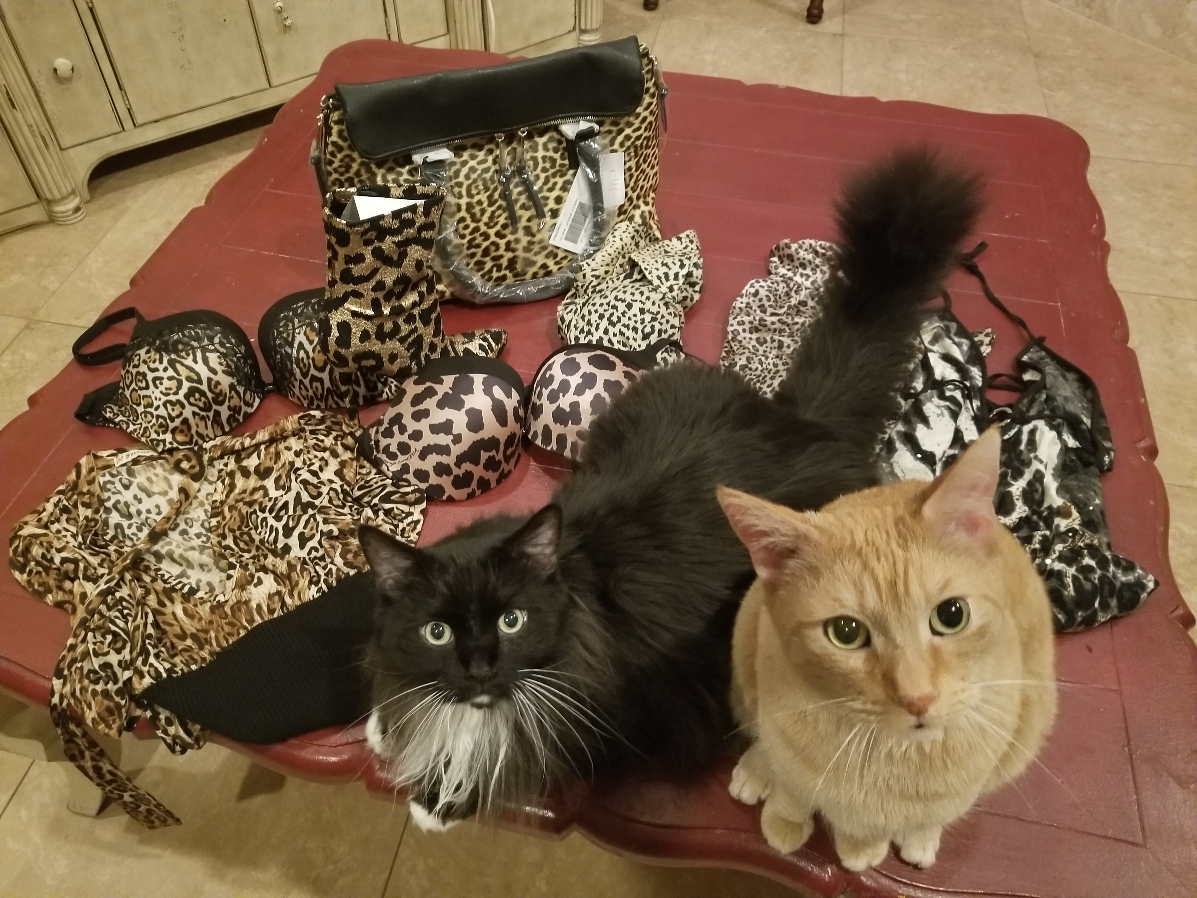 Animal print, fashion, clothes, trend, cats