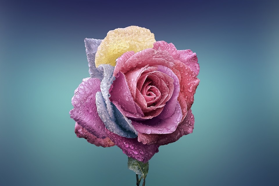 allure magazine, anti-aging, pink rose, beautiful, fading beauty, skincare